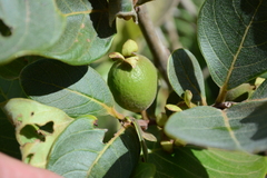 Psidium