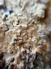 Peniophora incarnata