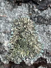 Phaeophyscia
