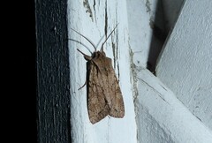 Ichneutica averilla
