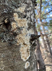 Peniophora incarnata