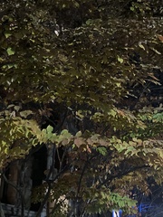 Cornus florida