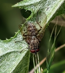 Muscidae