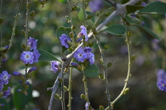 Duranta