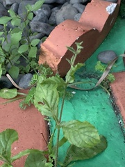 Ruellia ciliatiflora