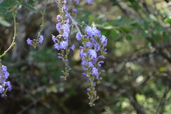 Duranta