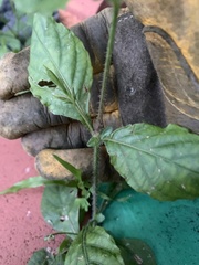Ruellia ciliatiflora