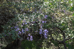 Duranta