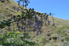 Duranta