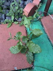Ruellia ciliatiflora