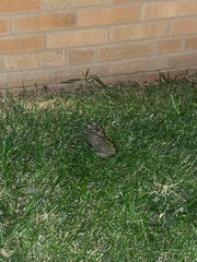 Leporidae