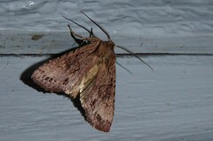 Ichneutica averilla