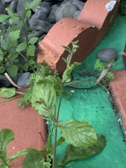 Ruellia ciliatiflora