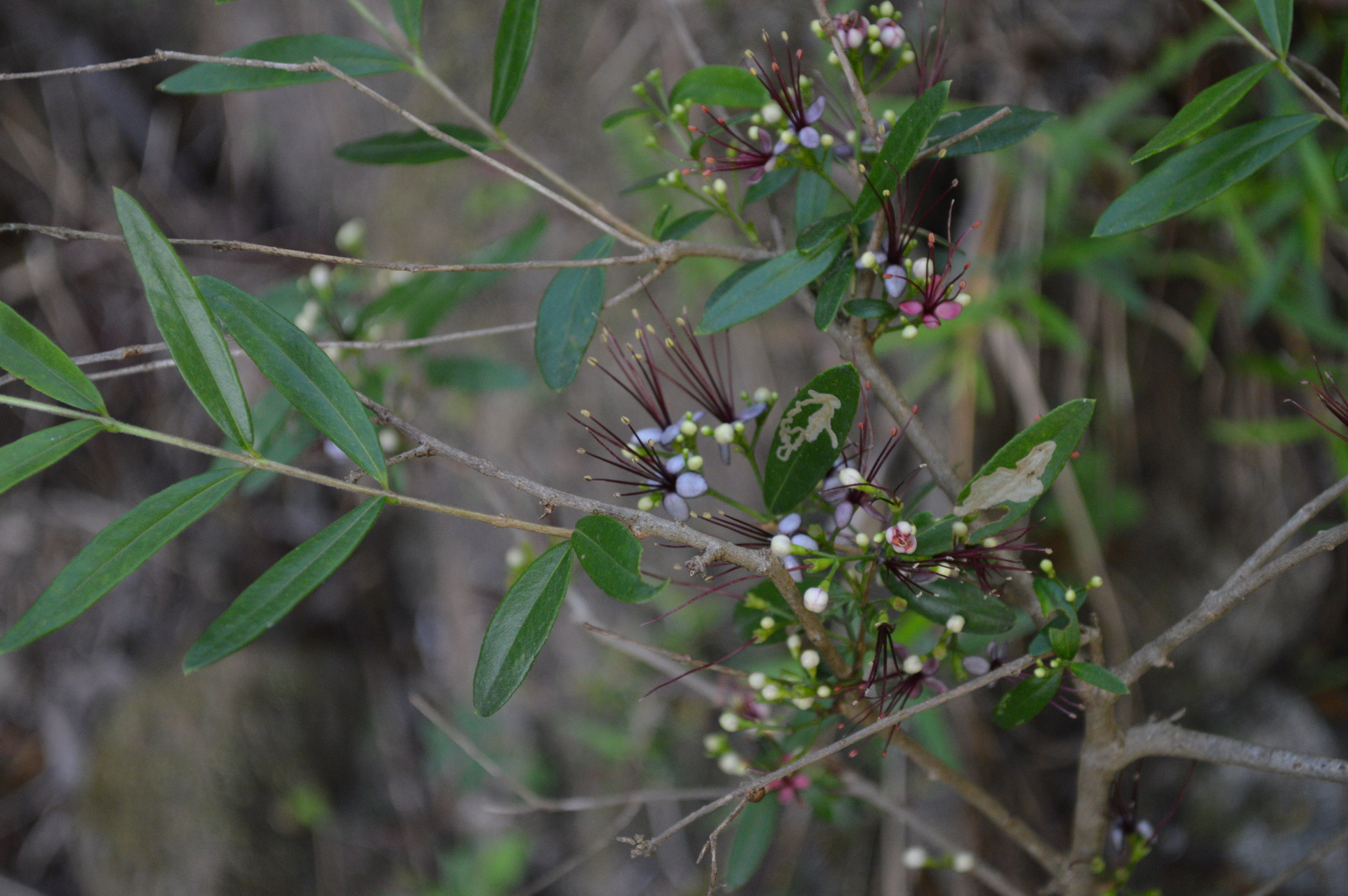 Myrrhinium atropurpureum image