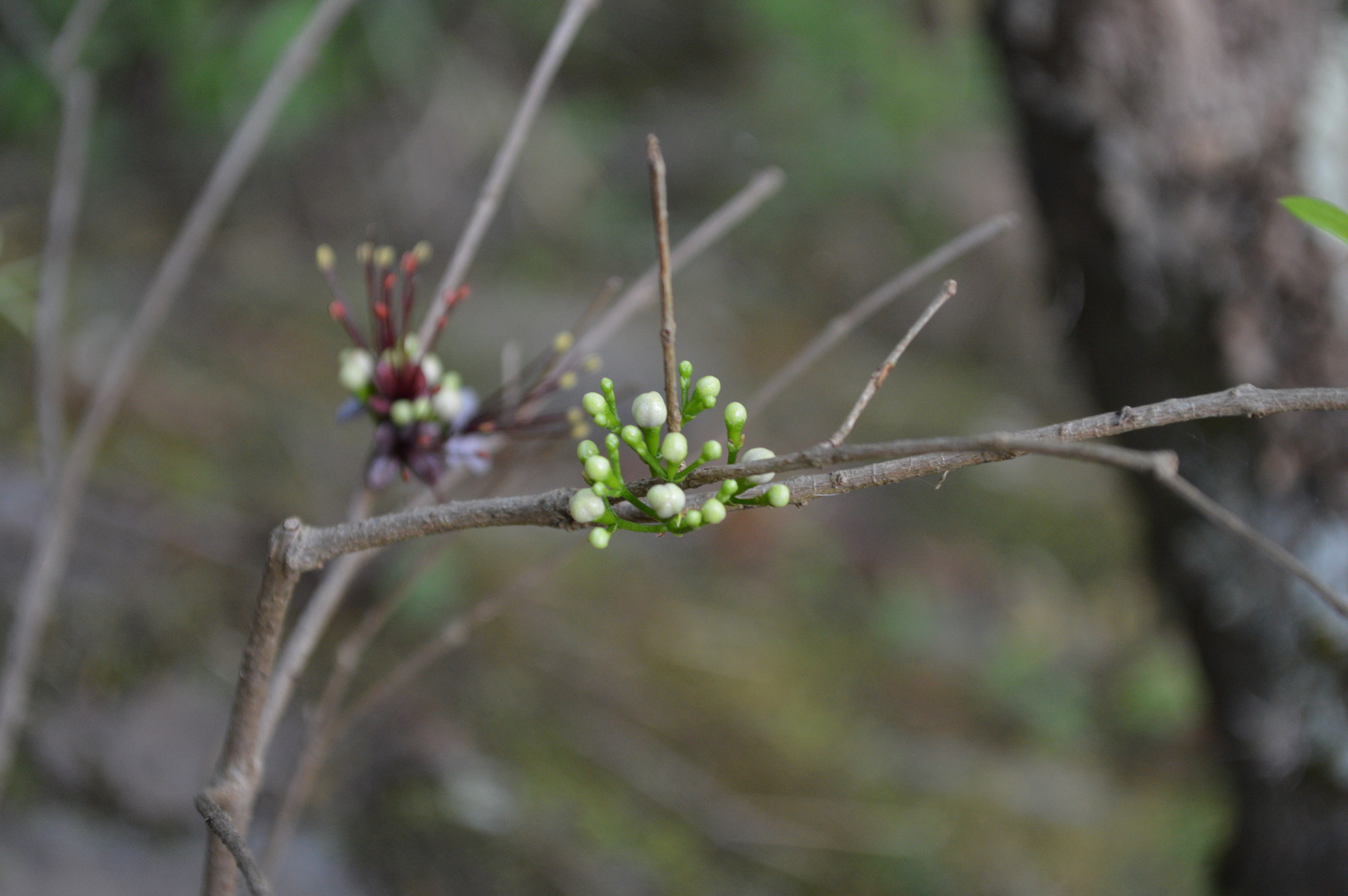 Myrrhinium atropurpureum image