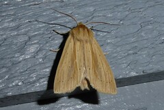Ichneutica semivittata