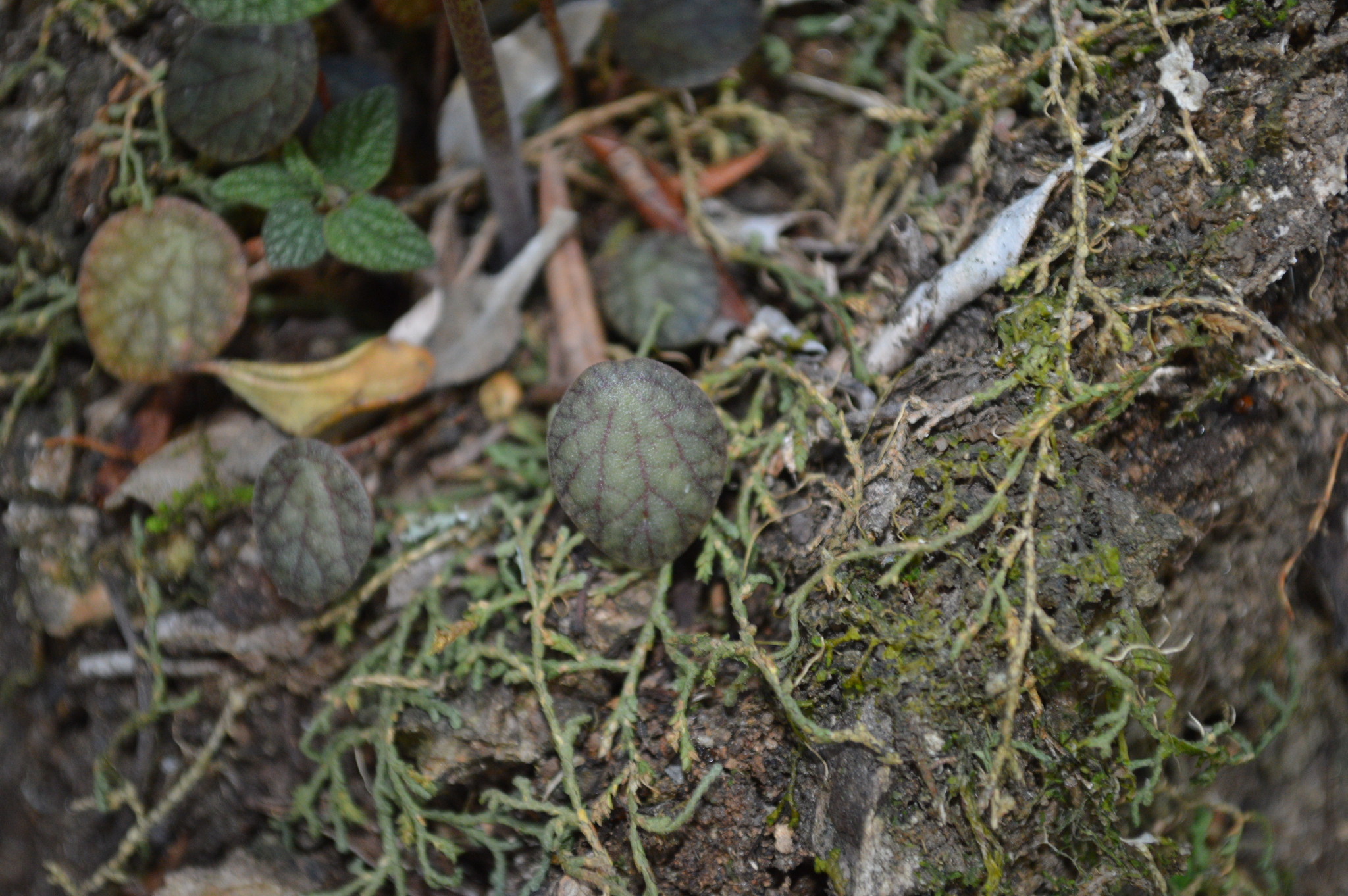 Peperomia fraseri image