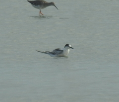 Gelochelidon nilotica