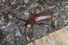 Prionoplus reticularis