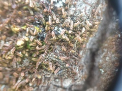 Frullania eboracensis