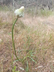 Ptilotus macrocephalus