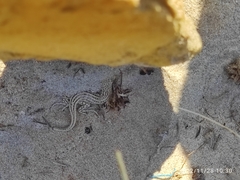 Acanthodactylus cantoris