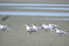 Thalasseus bengalensis