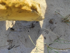 Acanthodactylus cantoris