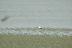 Thalasseus bengalensis