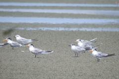 Thalasseus bengalensis