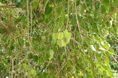 Ficus religiosa