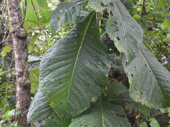 Genipa