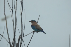 Coracias benghalensis