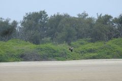 Vanellus indicus