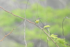 Leptocoma