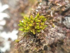 Orthotrichum