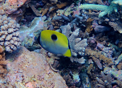 Chaetodon unimaculatus