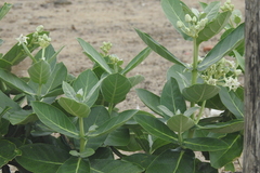 Calotropis