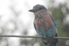 Coracias benghalensis