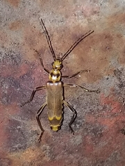 Chauliognathus sticticus