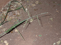 Urochloa distachya