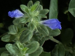 Stemodia durantifolia