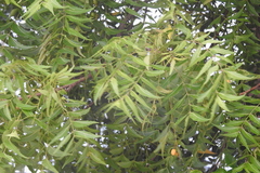 Azadirachta indica