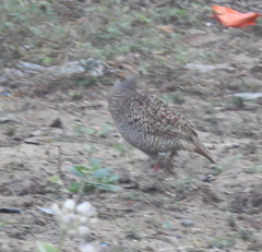 Ortygornis pondicerianus