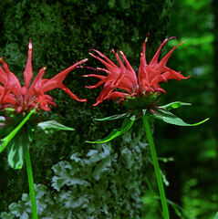 Monarda × medioides