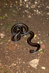 Calliophis intestinalis