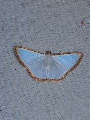 Leuciris