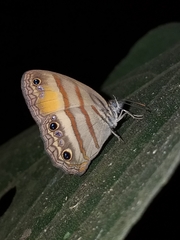 Cissia pseudoconfusa