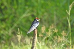 Hirundo smithii
