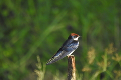 Hirundo smithii